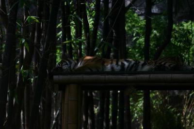 Sleeping tiger (are you detecting a pattern?)