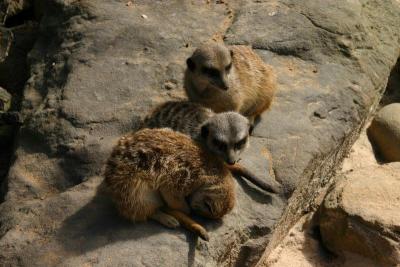Three little meerkats...