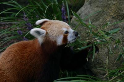 Red pandas (these guys are pretty cute, too)