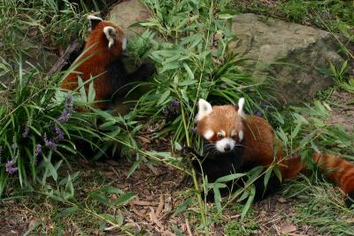Sydney Taronga Zoo