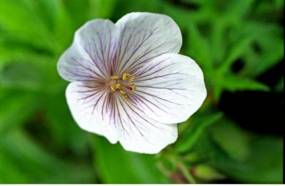 Geranium