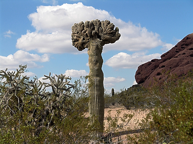 Botanical Garden