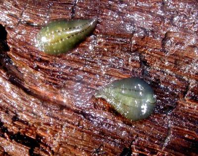 Green leeches with brown dots