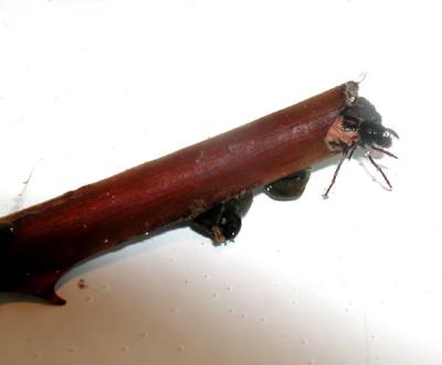 caddis home in a blackberry branch