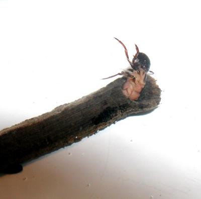 caddis at home in a stick