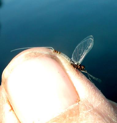 mayfly spinner at Baum Lake