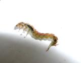 micro uncased caddis