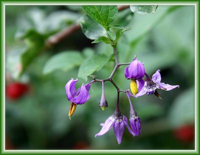 Floral Twig