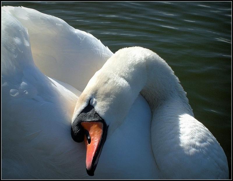 Sleepy Swan