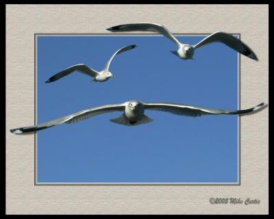Framed Gull03.jpg
