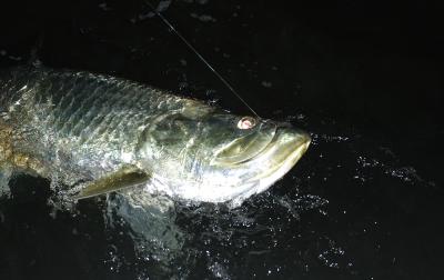 duane-120lb-tarpon-03-20-04.jpg