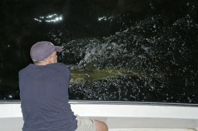 Tampa Tarpon 2004