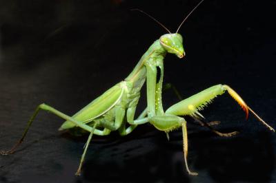 Mantis.jpg