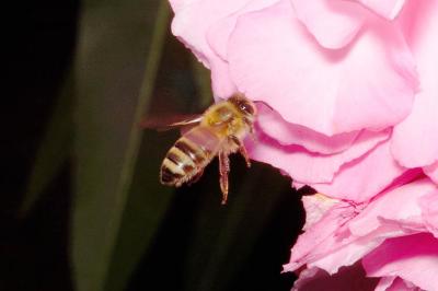 Rose Bee.jpg