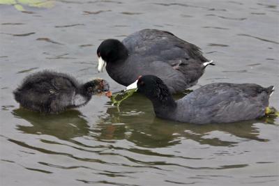 Coots and chick