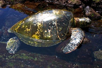 CRW_1169.jpg_Sea Turtle