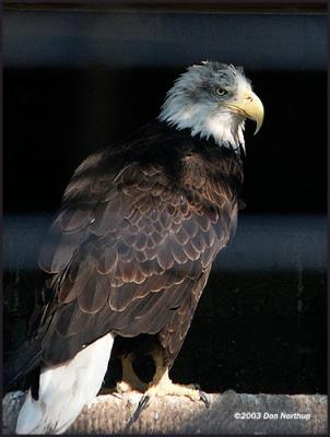 Eagle-great-bird.jpg