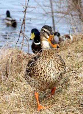 4490-winter-ducks.jpg