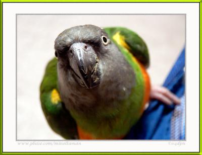 3365-senegal-parrot.jpg