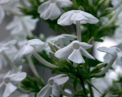 2874-flora-white.jpg