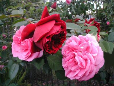 The Squire and Gertrude Jekyll...