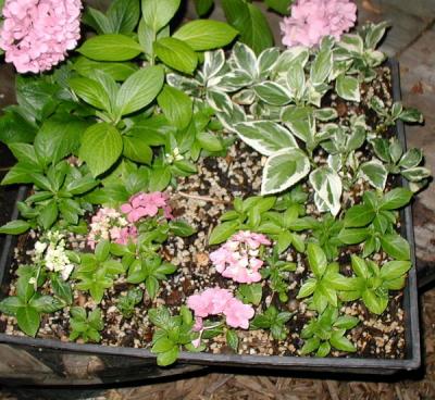 My Hydrangea cuttings that rooted...it is very easy!
