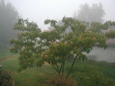 Foggy morning...looking down on the Albizia Tree in the lower back garden...