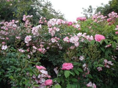 Roses...Yolande d'Aragon on the right and Ballerina on the left