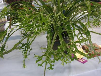 Aspenium nidus, sp