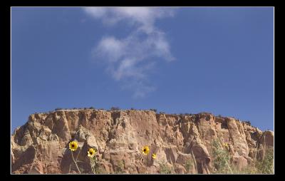 Mountain Flower