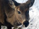 Deer Closeup Eating