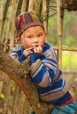 Up a tree - Lao Cai