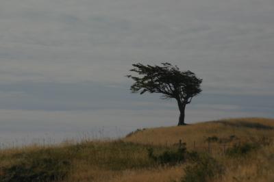 A Flag Tree - Shaped by the harsh winds