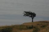 A Flag Tree - Shaped by the harsh winds