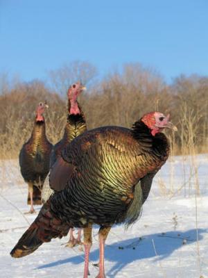 wild turkey  128_2813