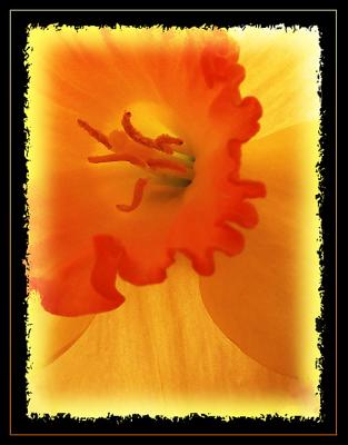 Fiery narcissi