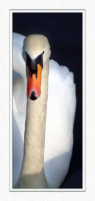Swan neck, Stourhead