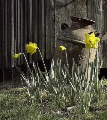 Daffodils
