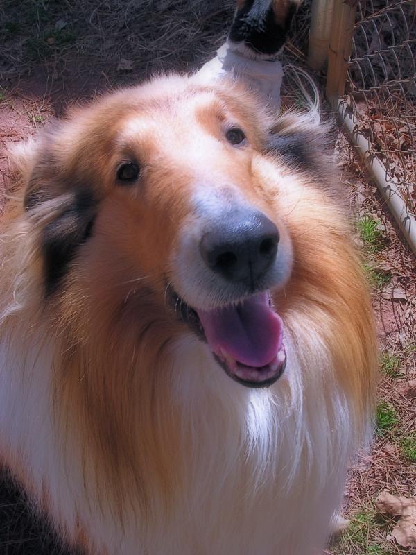 3-5-04 Our Big Collie Jericho