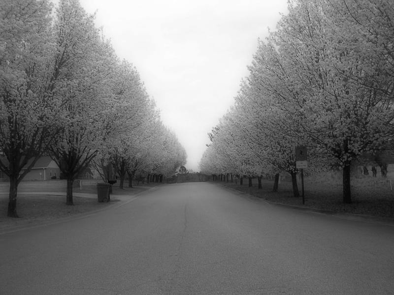 3-17-04 Bradford Pears
