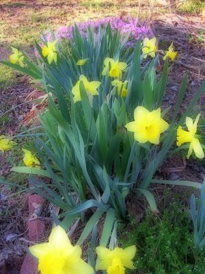 3-7-04 Windblown Daffodils-Spring Is Coming