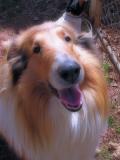 3-5-04 Our Big Collie Jericho