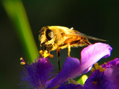 HoneyBee2.jpg