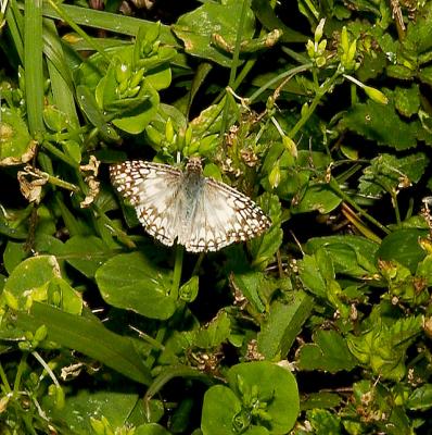 Tropical Checkered Skipper - male