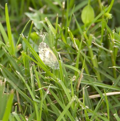 Dainty Sulphur