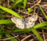 Tropical Checkered Skipper - male