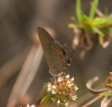 Red-banded Hairstreak