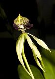 Encyclia cochleata