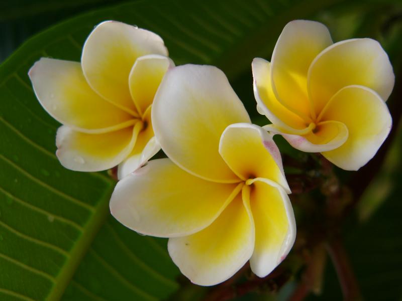 Frangipani