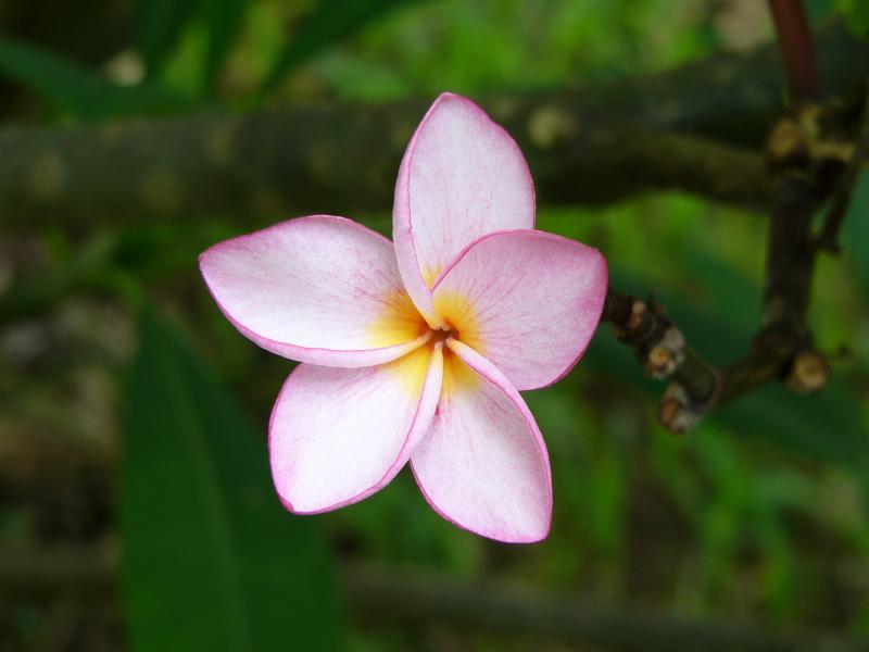 Frangipani